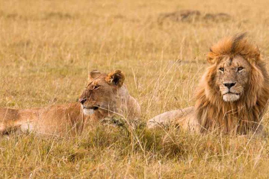 5 Day Amboseli Naivasha Mara Safari