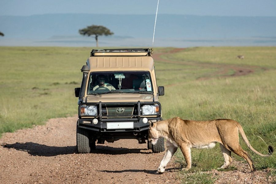 6-DAY SAFARI TO AMBOSELI, LAKE NAIVASHA AND MASAI MARA