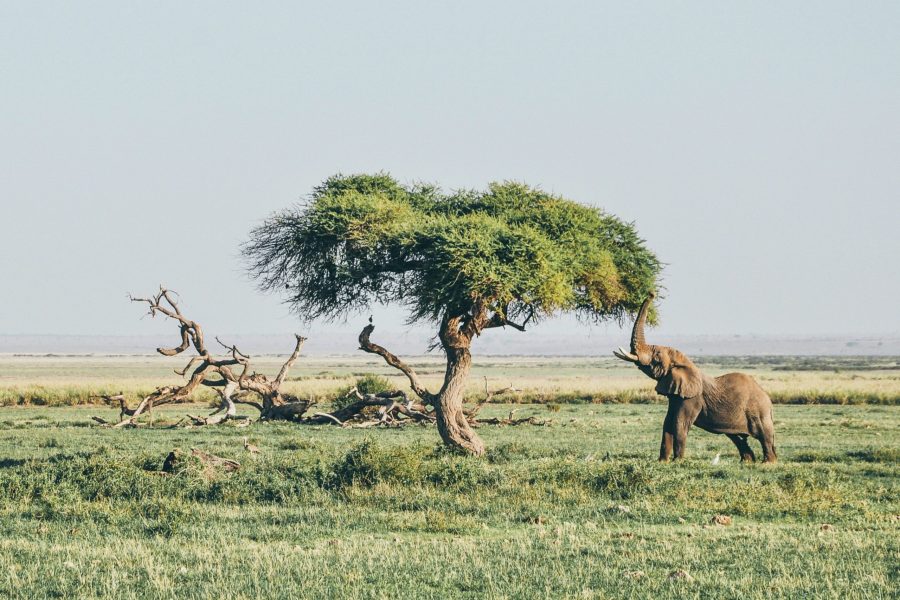 LAKE NAIVASHA, LAKE NAKURU, MASAI MARA KENYAN SAFARIS