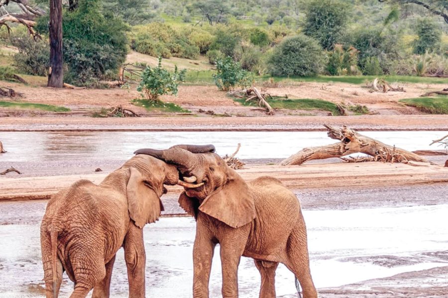 3 DAYS, 2 NIGHTS SAMBURU NATIONAL RESERVE PRIVATE SAFARI PACKAGE