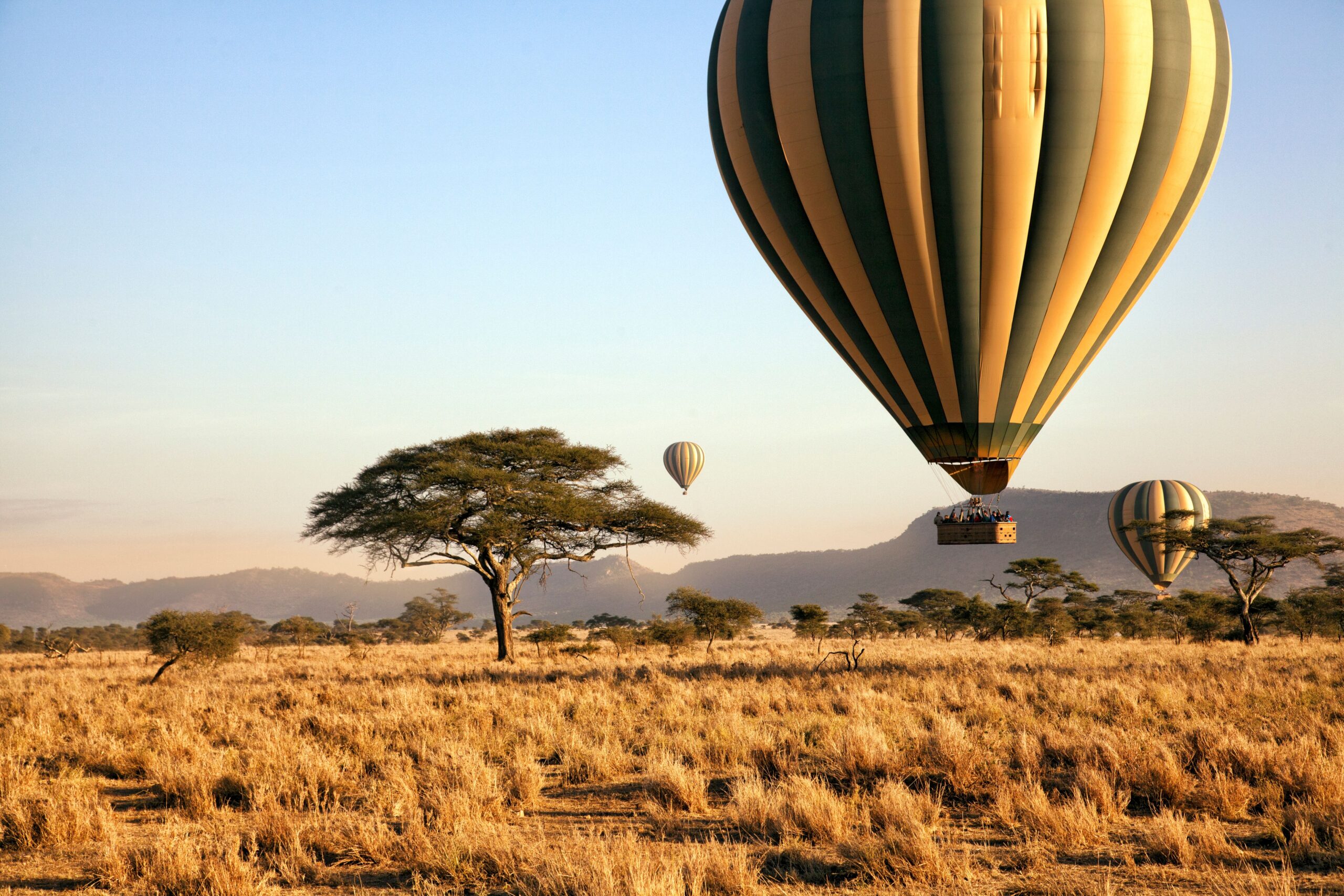 safari adventure