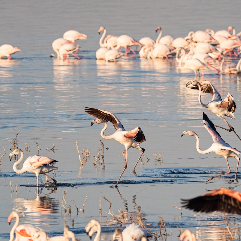 4 Days, 3 Nights Lake Nakuru Safari: Explore the Rift Valley’s Jewel