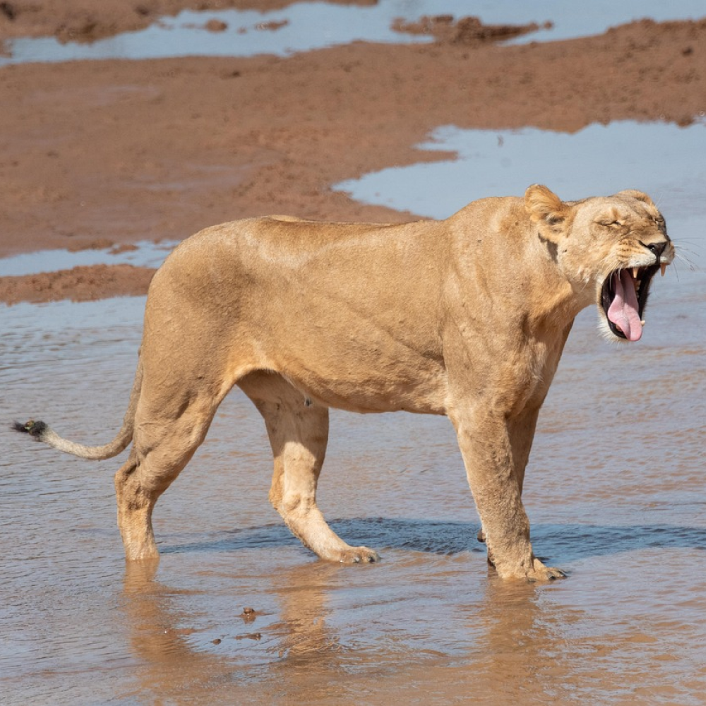 4 Days, 3 Nights Samburu Safari: Untamed Beauty of Northern Kenya