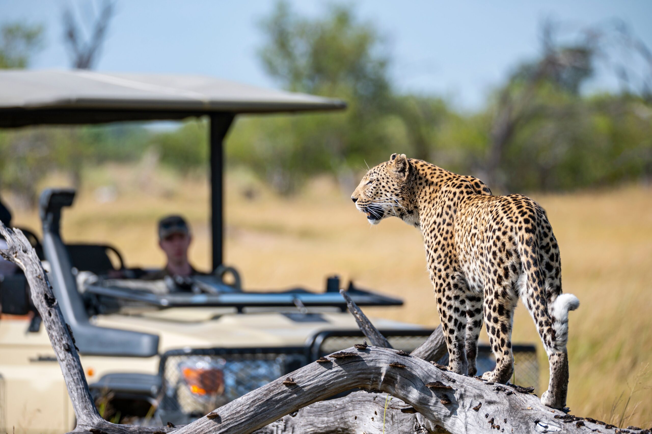 wildlife safari