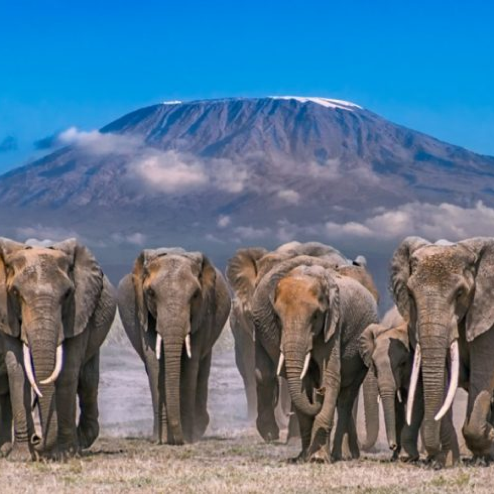 5 Day Amboseli Naivasha Mara Safari