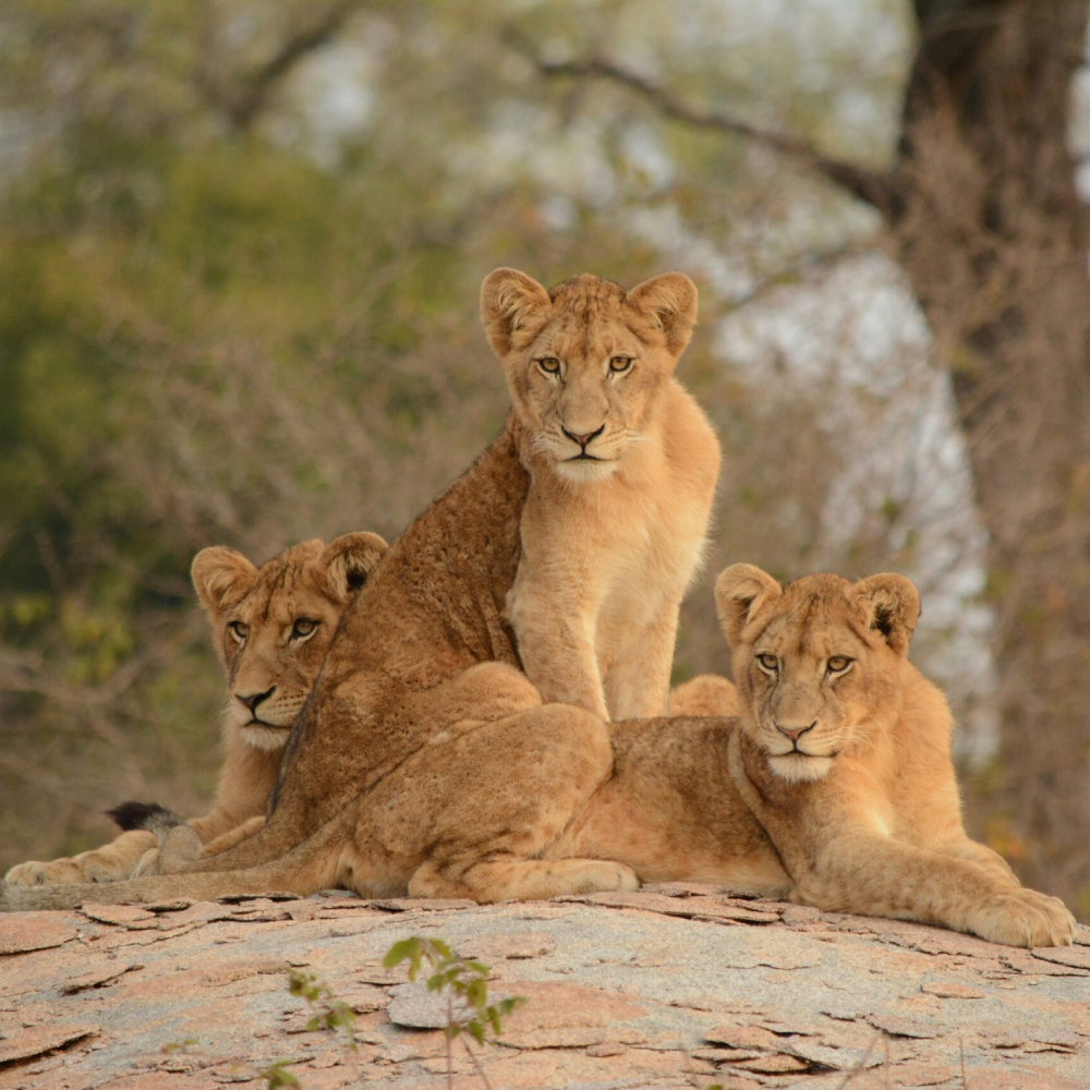 4-Day Samburu and Ol Pejeta Conservancy Safari