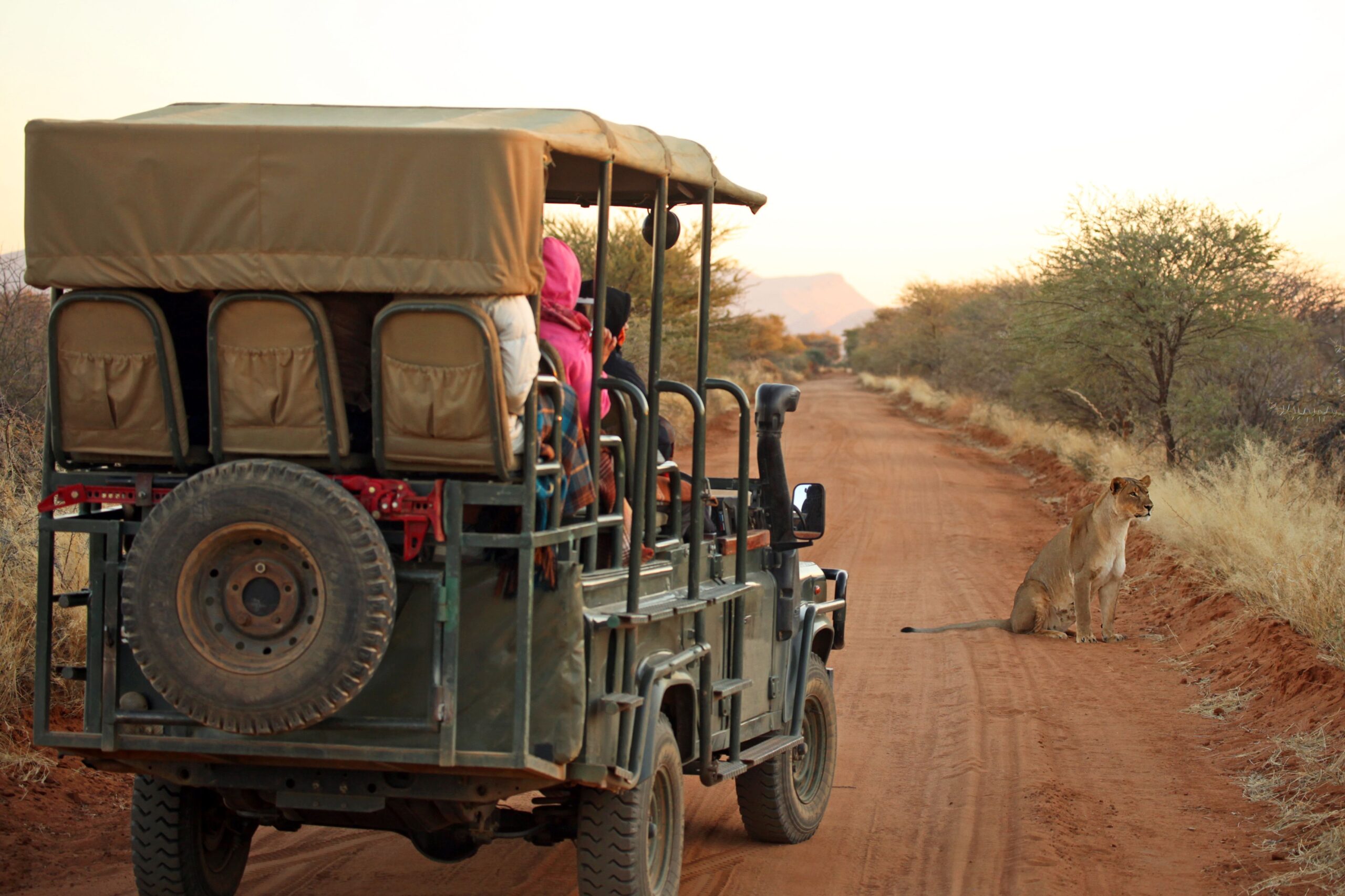 safari jeep