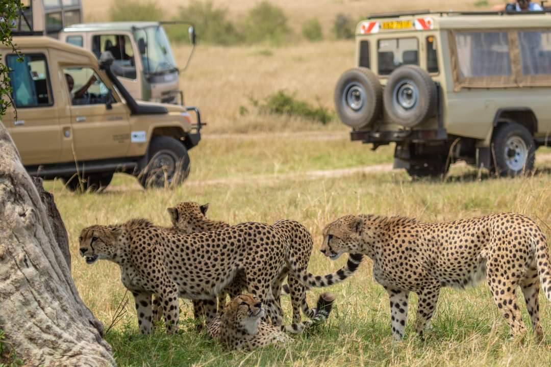 5 Days 4 Nights Mid-Range Safari