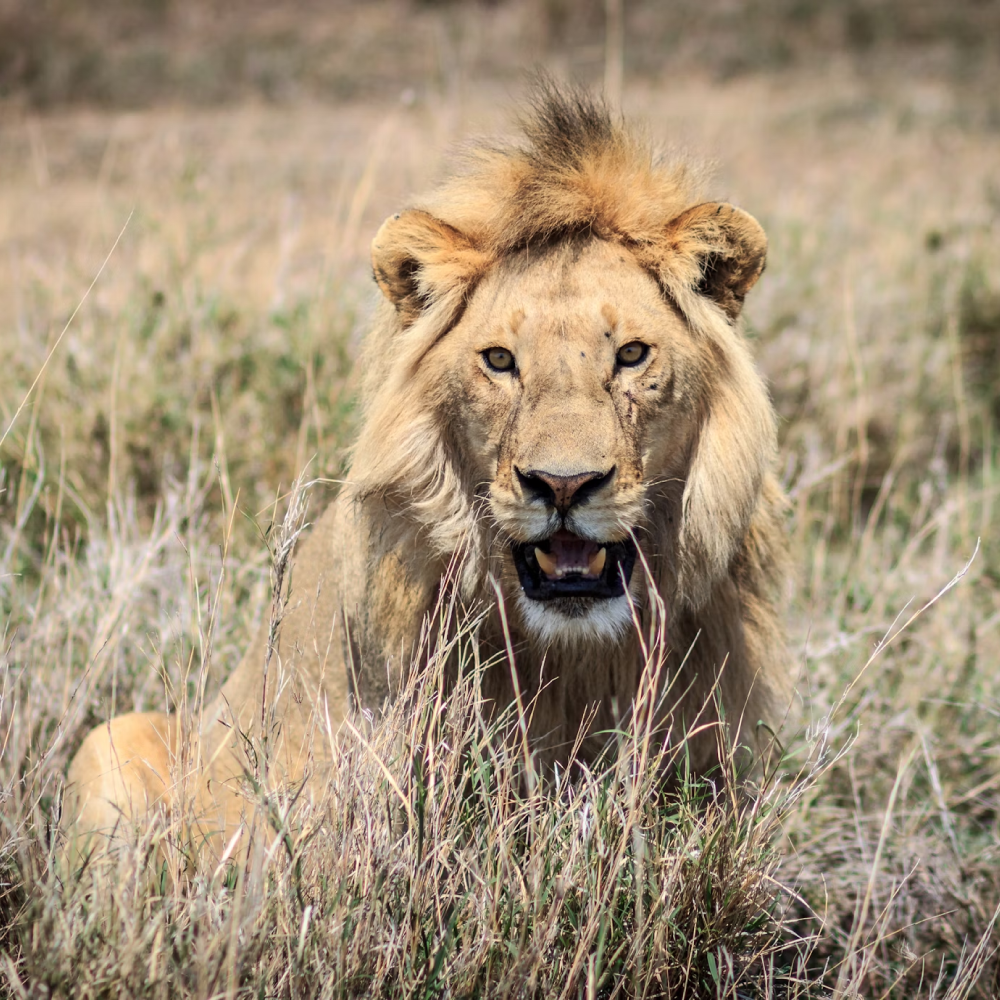 6-Day Northern & Southern Sky Private Economical Safari