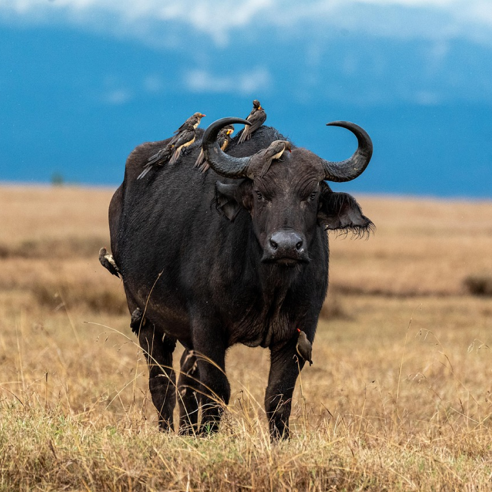 5 Days, 4 Nights Tsavo Safari: The Red Elephants of the Wild Frontier