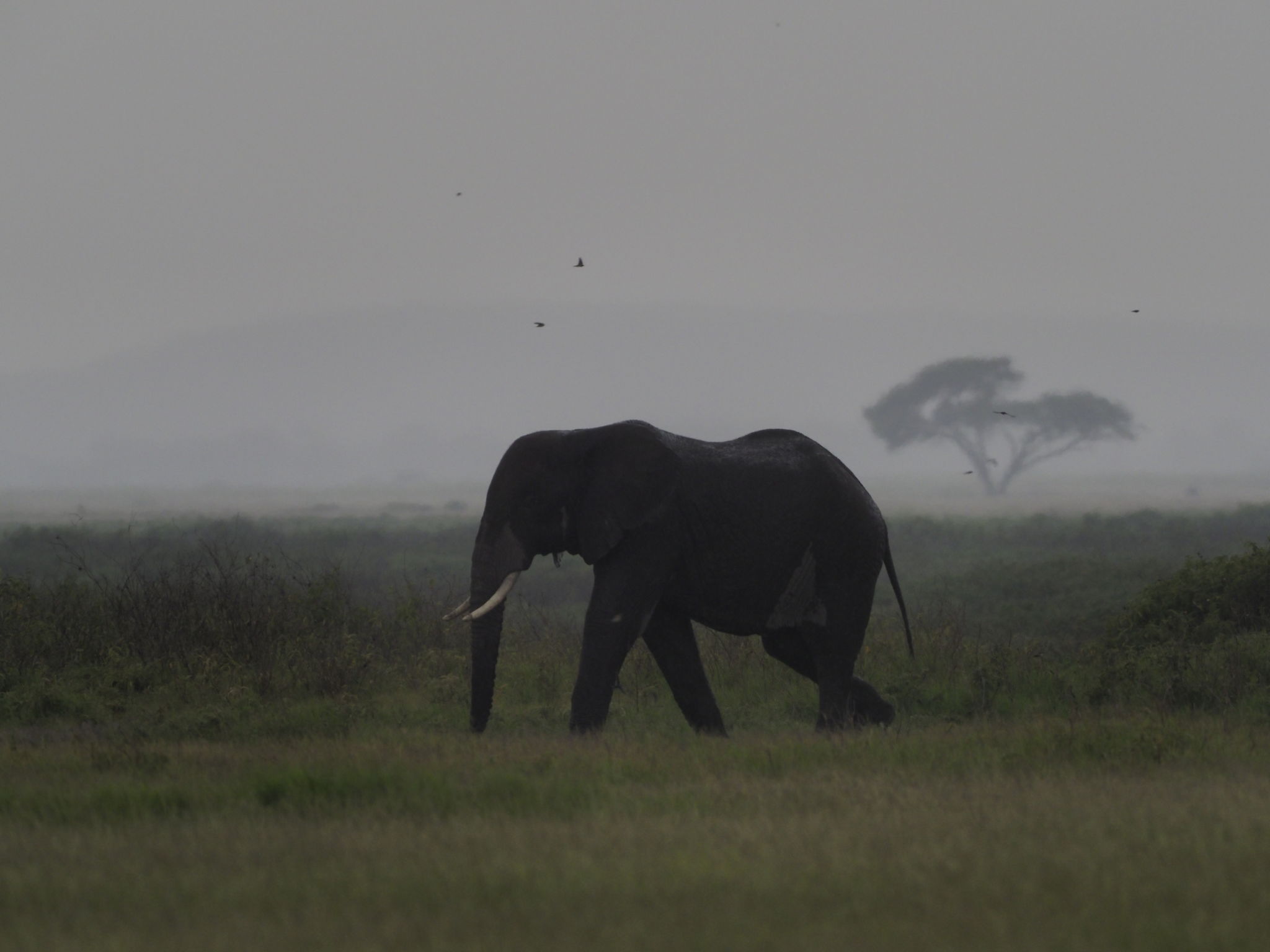 Elephant Elephant