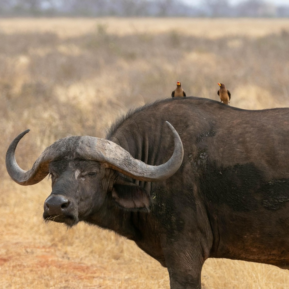 6 Days, 5 Nights – Wildebeest Migration Safari: Nature’s Greatest Show