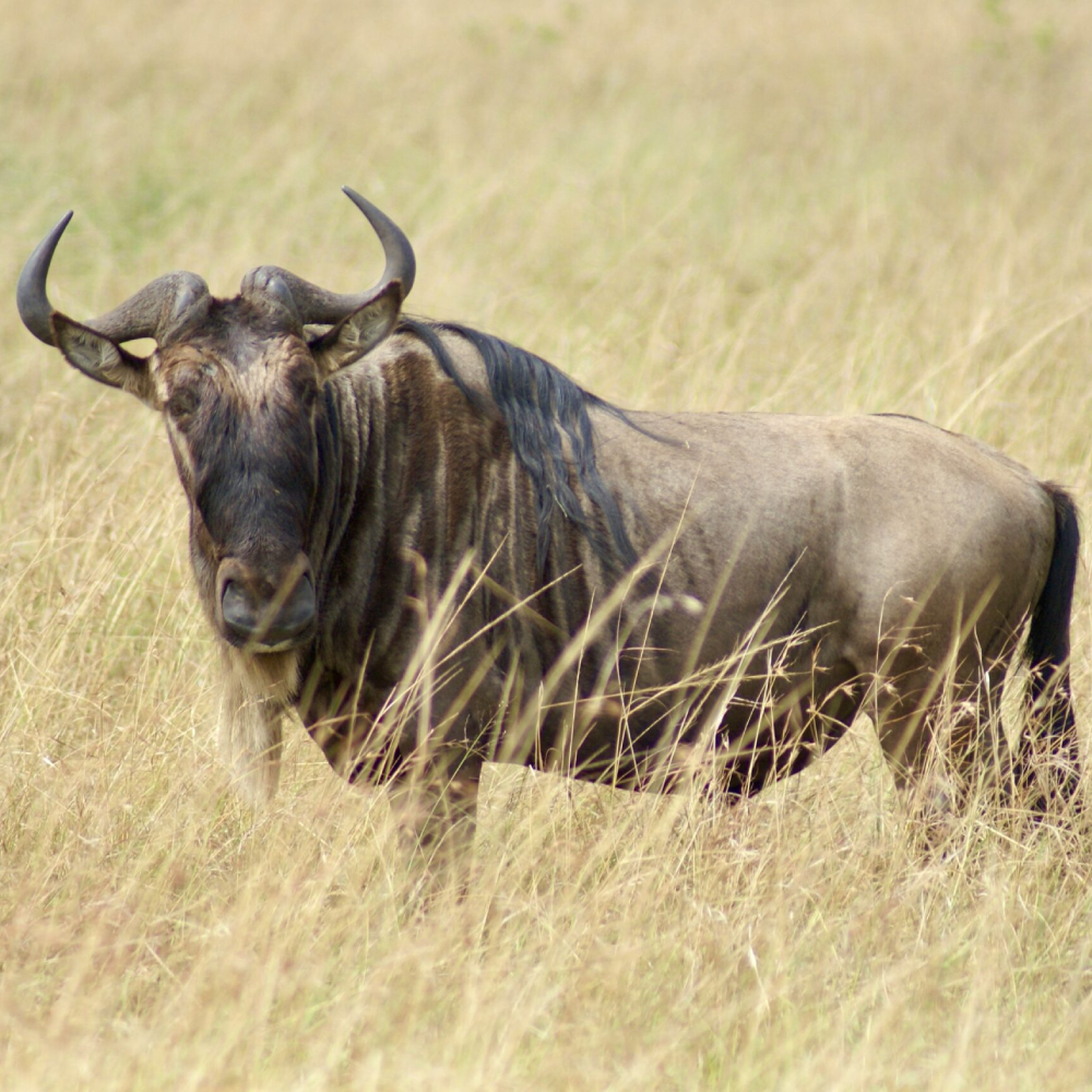 6-Day Lake Region Private Safari