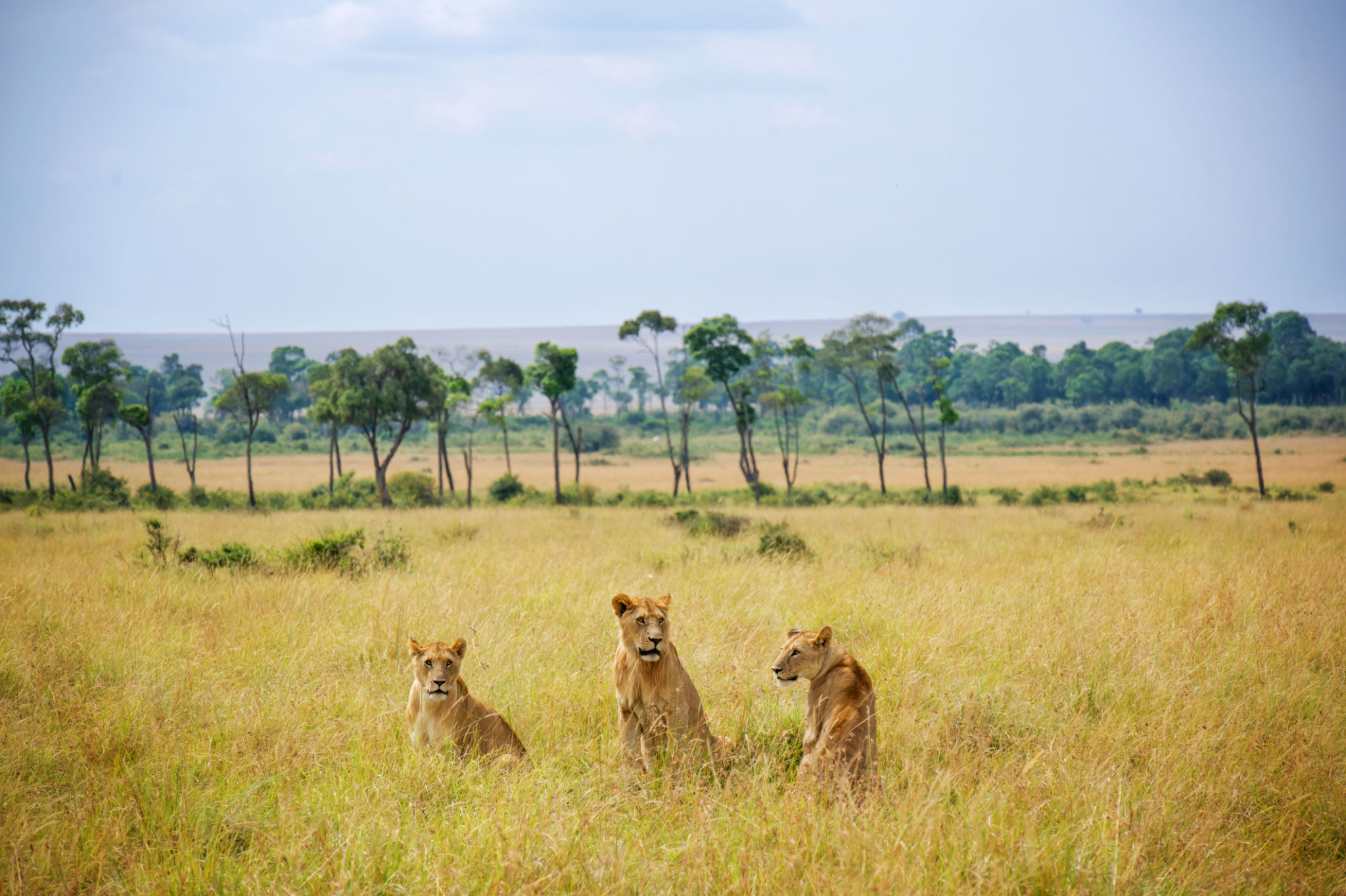 Pride of lions, Maasai Mara National Reserve Pride of lions, Maasai Mara National Reserve