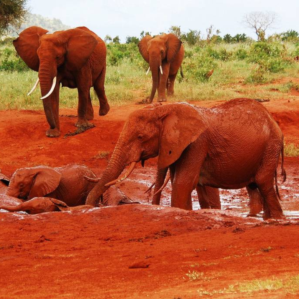 5-Day Mombasa Tsavo Amboseli Nairobi Safari