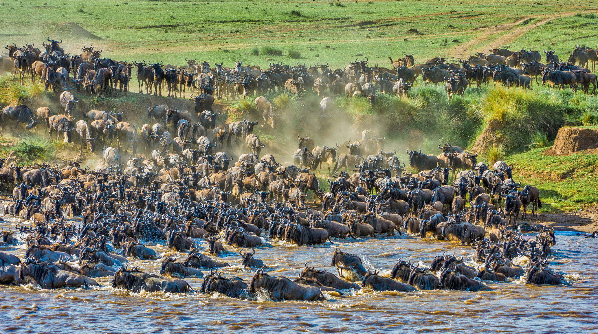The blue wildebeest also called the common wildebeest (Connochaetes taurinus), or the white-bearded wildebeest, is a large antelope. Crossing the Mara River in the Masai Mara National Reserve, Kenya. The blue wildebeest also called the common wildebeest (Connochaetes taurinus), or the white-bearded wildebeest, is a large antelope. Crossing the Mara River in the Masai Mara National Reserve, Kenya.