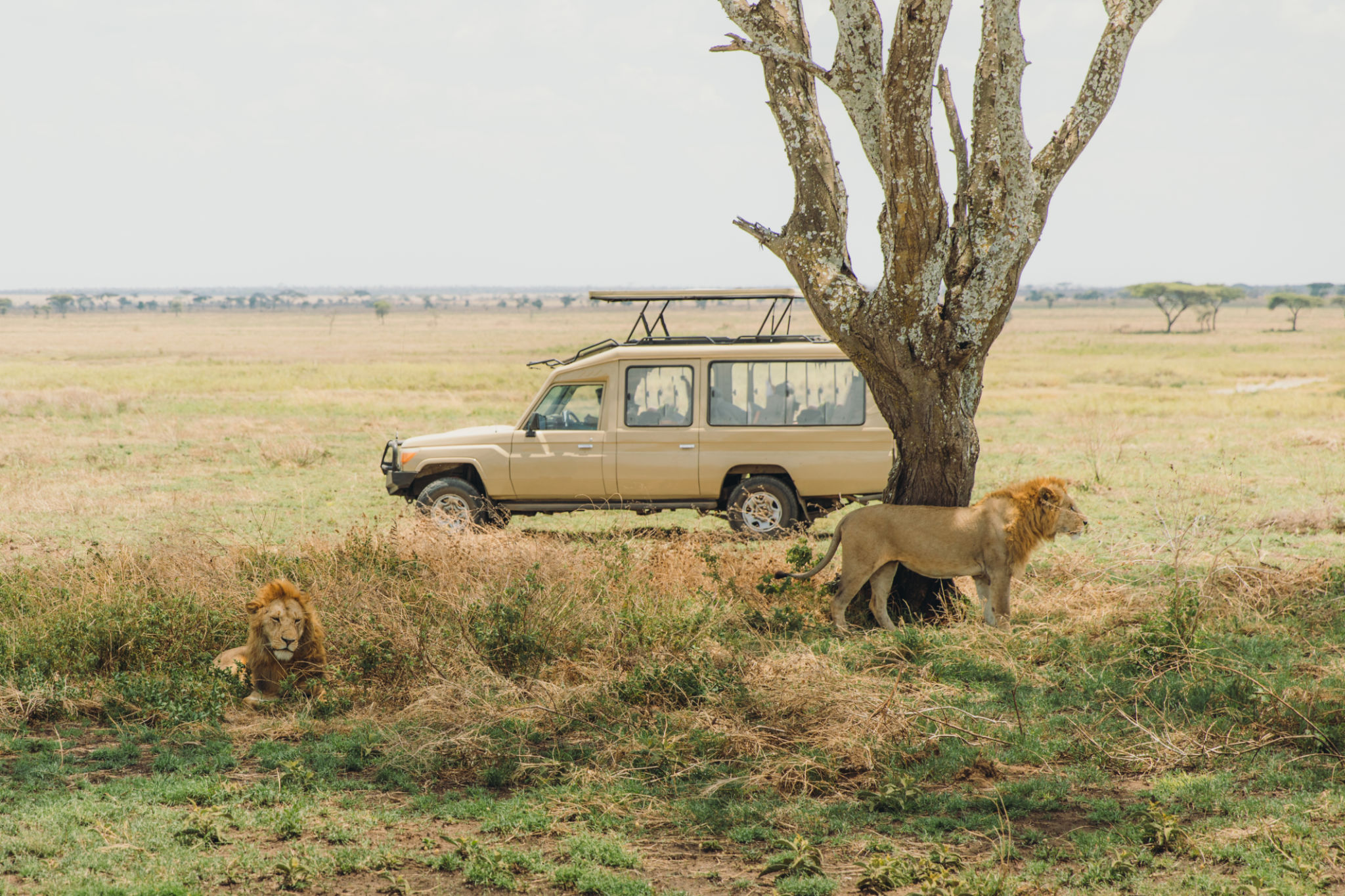 Two Lions relaxing under the tree with safari car on the background in Serengeti National park, Tanzania Two Lions relaxing under the tree with safari car on the background in Serengeti National park, Tanzania