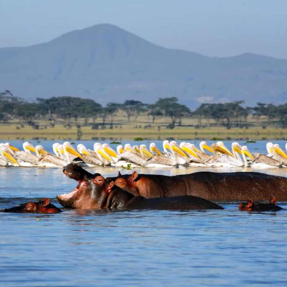 6-Day Safari to Amboseli, Lake Naivasha, and Masai Mara