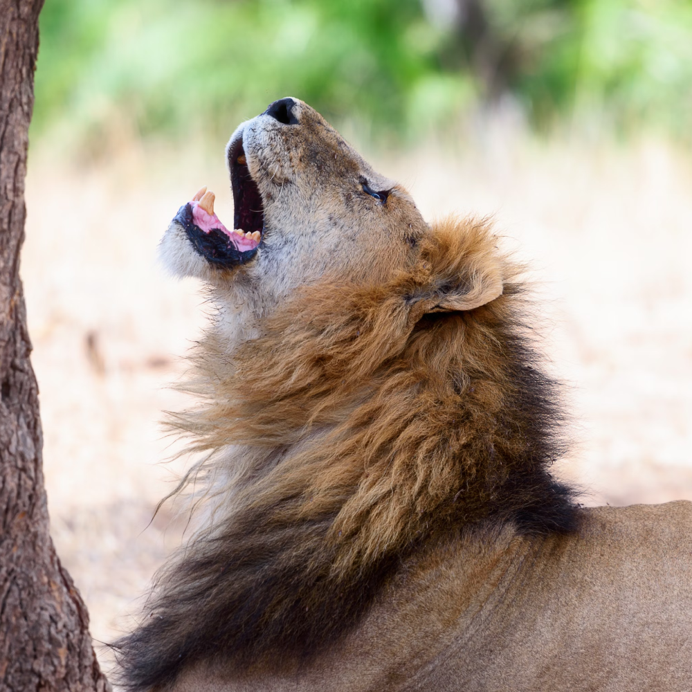 8 DAY KENYA BIG 5 & RHINO TRACKING SAFARI