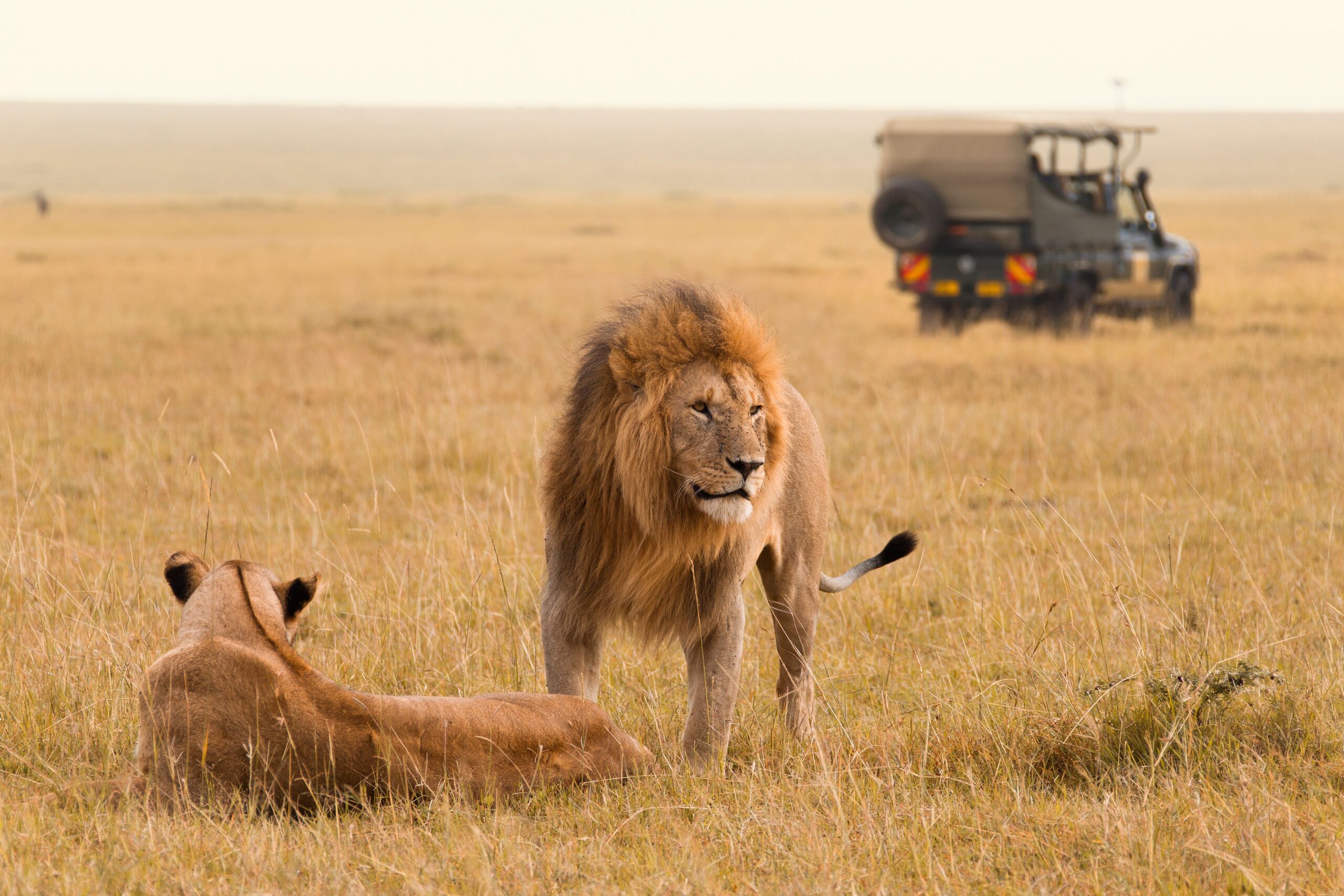 safari jeep