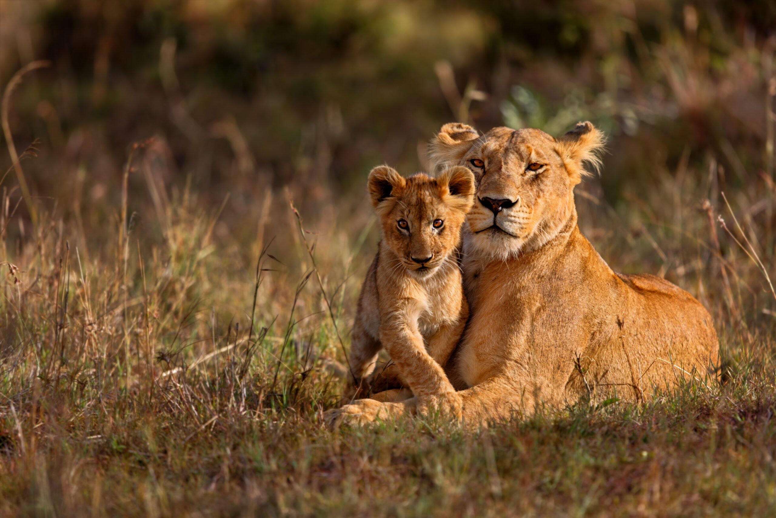 african wildlife