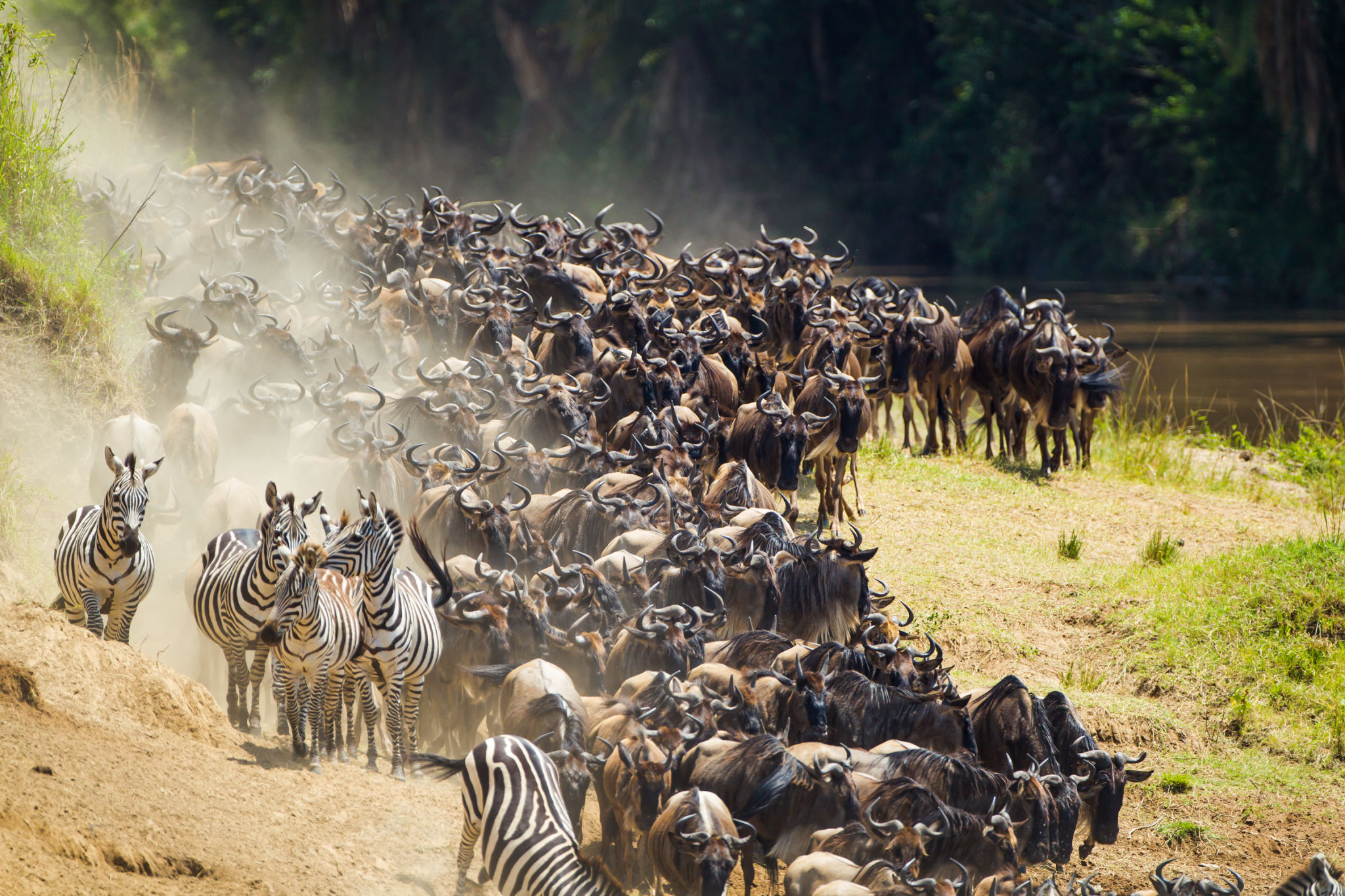 Blue Wildebeest crossing the Mara River during the annual migration in Kenya Blue Wildebeest crossing the Mara River during the annual migration in Kenya
