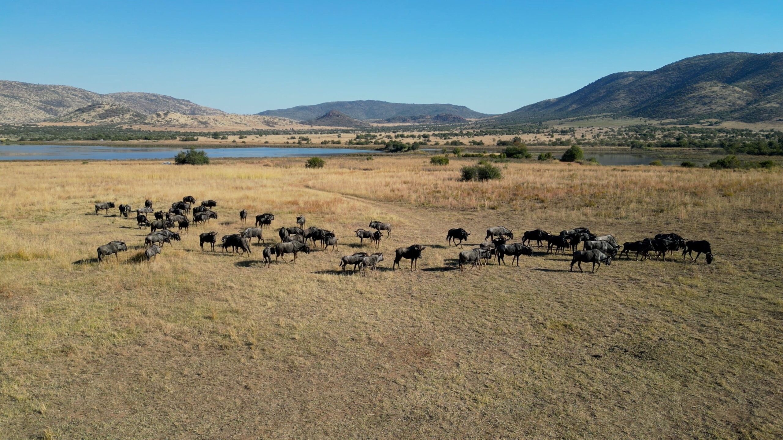 safari big five